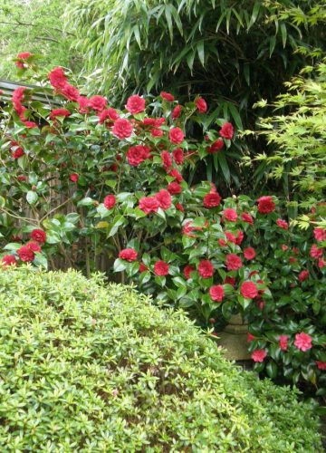 Blomster i den japanske have