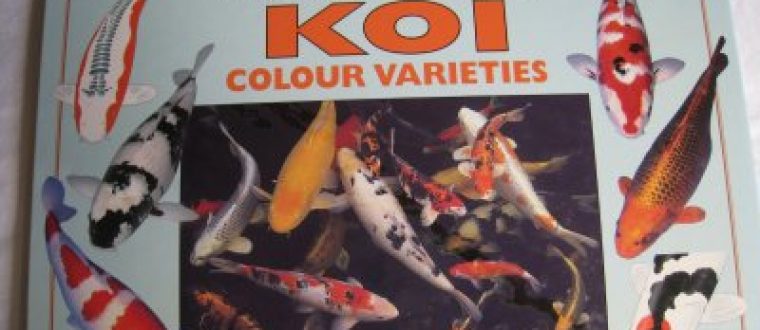 Koi Colour Varieties