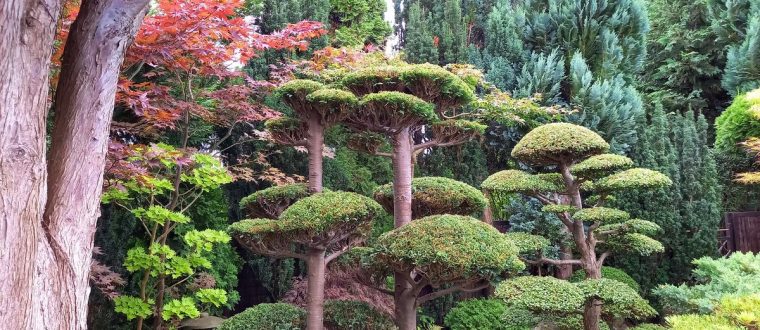Japansk have og Arboretet i Hørsholm
