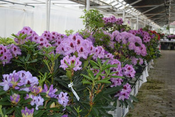 Lange rækker af Rhododendron og azalier placeret i farver efter regnbuen.